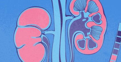 illustration du ventre et des reins