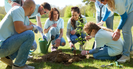 équipe qui plante un arbre
