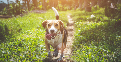 Chiens pour les seniors
