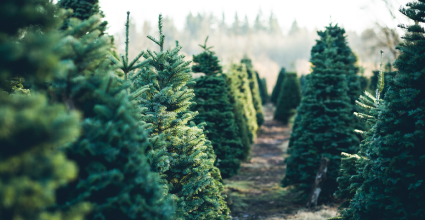 Sapin naturel ou artificiel pour noel