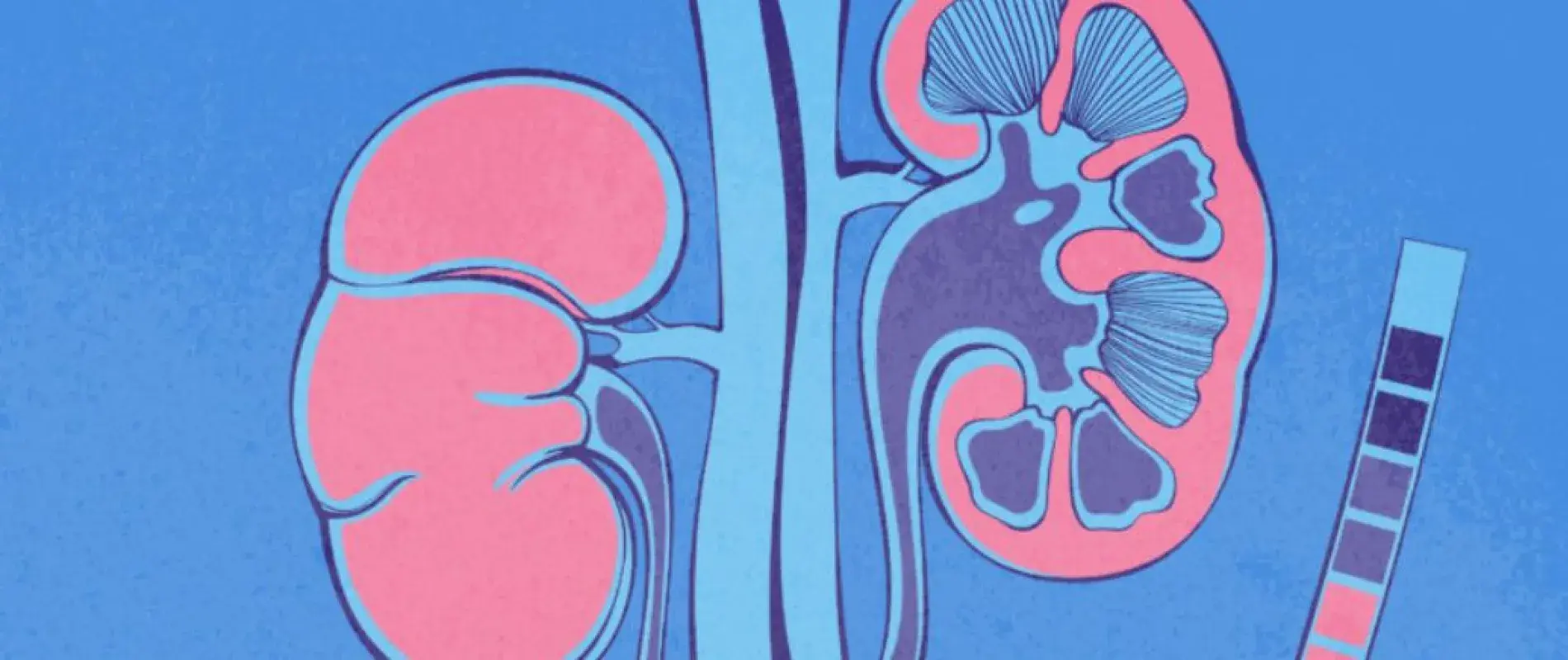 illustration du ventre et des reins