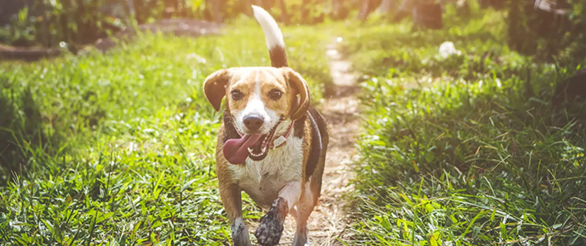 Chiens pour les seniors