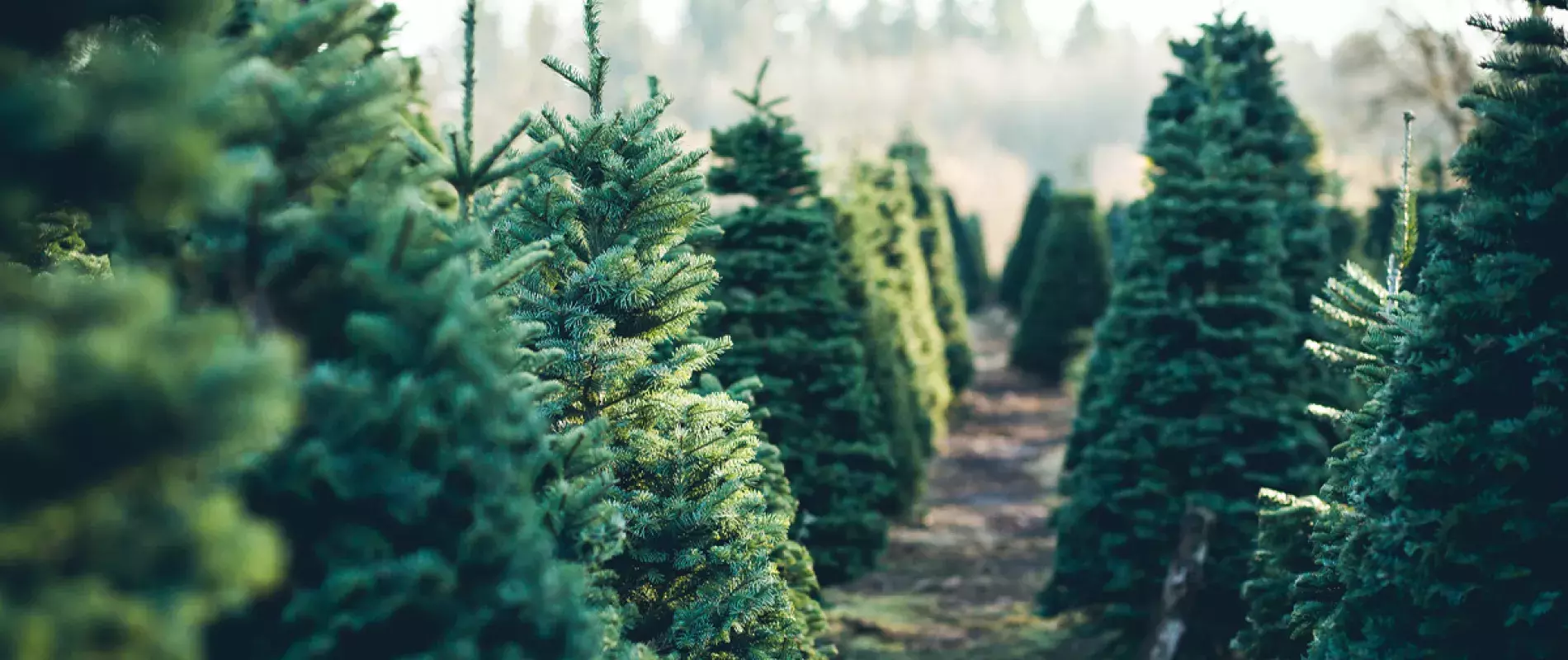 Sapin naturel ou artificiel pour noel