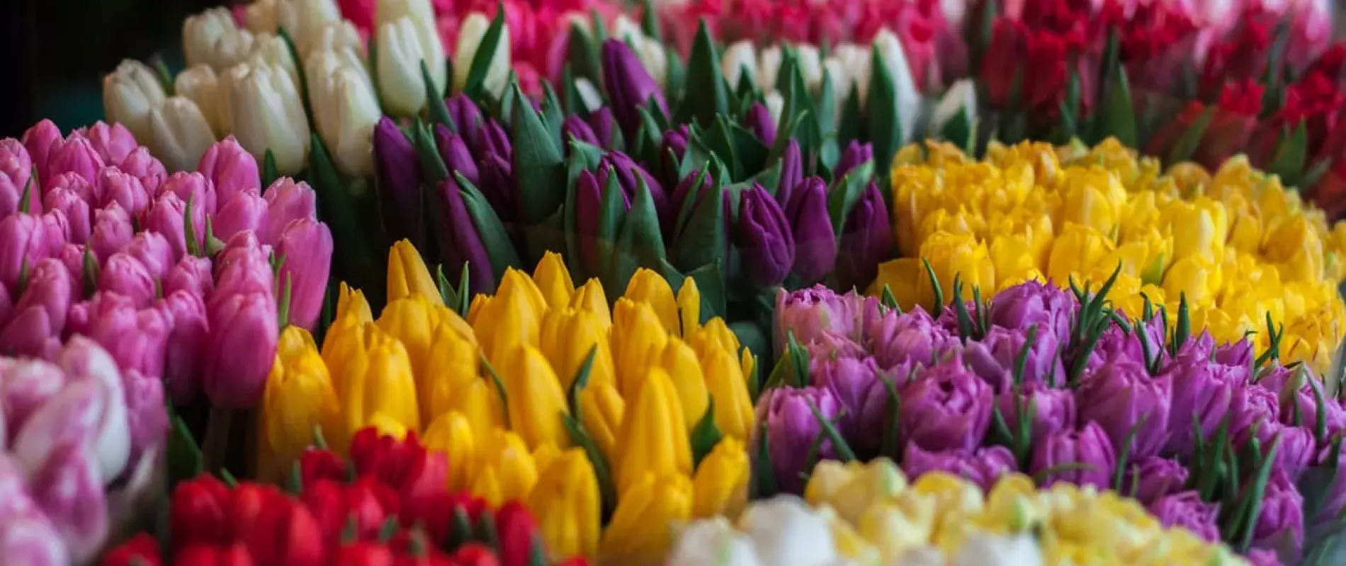 fleurs coupées tulipes
