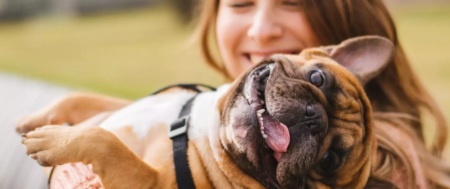 bienfaits des animaux de compagnie, chien