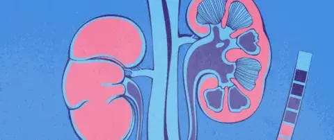 illustration du ventre et des reins