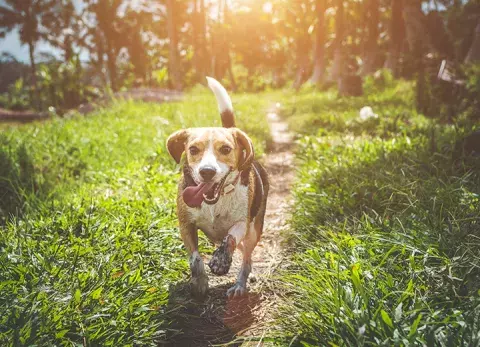 Chiens pour les seniors