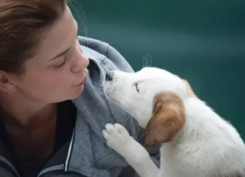 chiens, aide psycologique