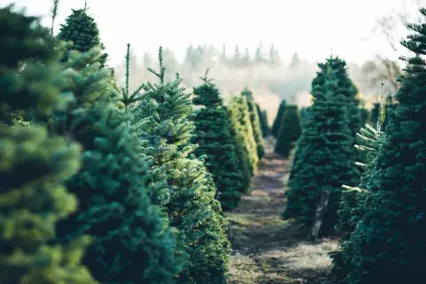 Sapin naturel ou artificiel pour noel