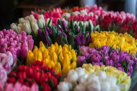 fleurs coupées tulipes