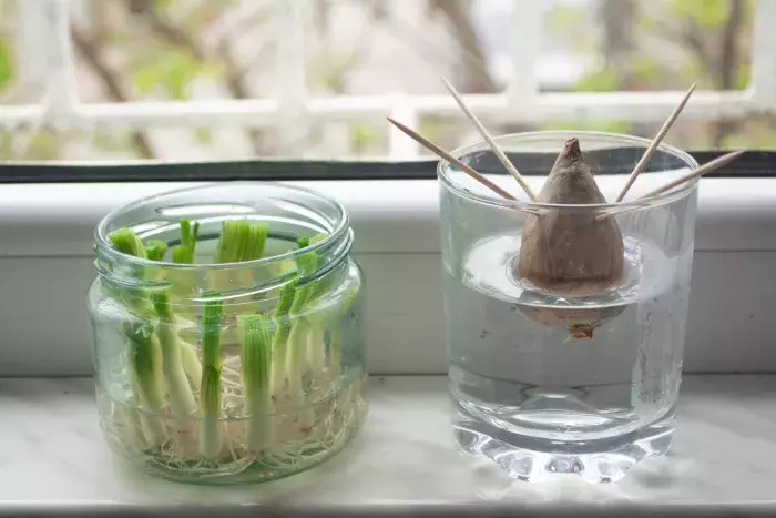cultiver à la maison