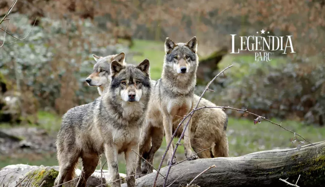 loups